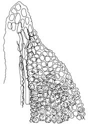 Streblotrichum convolutum, portion of leaf apex, papillae partially omitted (hyaline apical cell not indicated). Drawn from J.E. Beever 100-70, AK 289733.
 Image: R.D. Seppelt © R.D.Seppelt All rights reserved